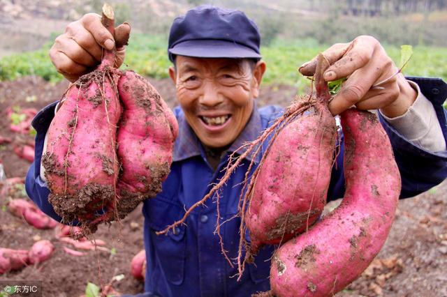 种植的农产品卖不出去怎么办,种植水果怎么找销路