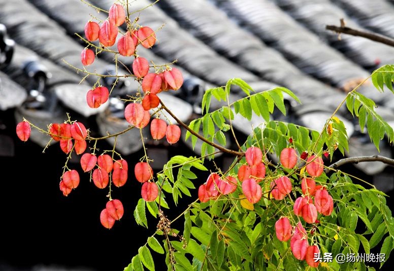 2018年冬天扬州赏花攻略,扬州11月秋景打卡地