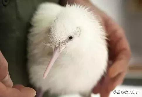 致命的60种动物,这100种动物你都认识吗