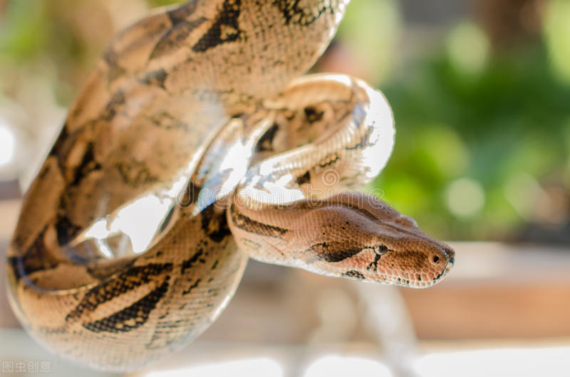 花狼因为是狼，即便它承担再多的狗的责任，村民还是把它当狼