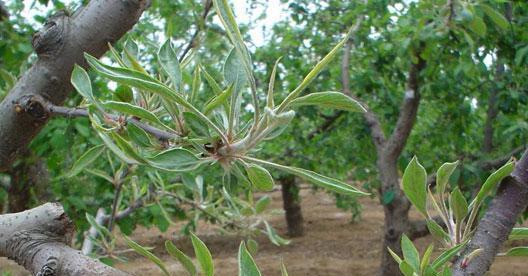 桃树已经出现假死怎么解决,桃树为什么会假死