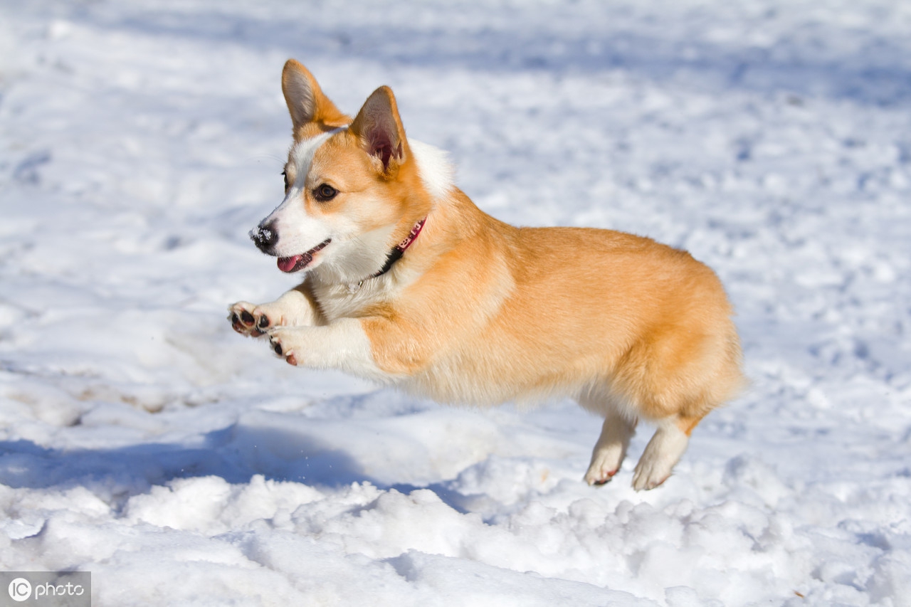 柯基犬好养吗柯基犬饲养注意事项,柯基犬好不好养有什么特点和缺点