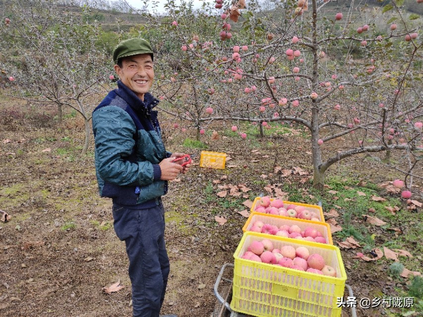 矮化苹果树的优点与缺点,果农为什么对苹果树进行矮化
