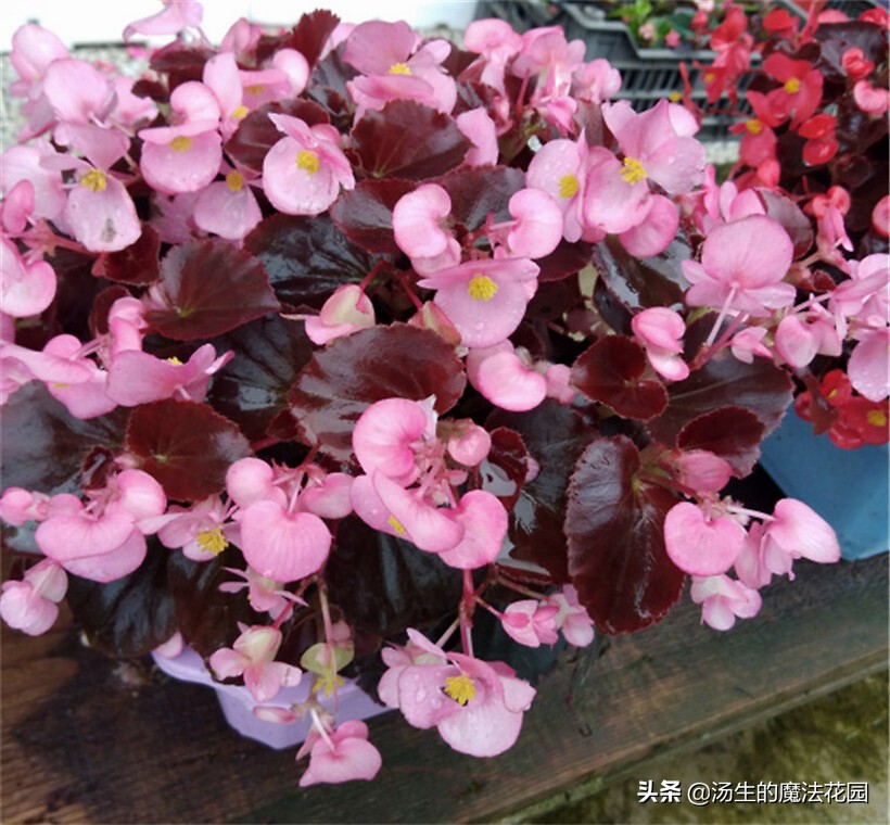 室内宜养的花海棠四季开花吗,四季海棠花开花期间怎么养护