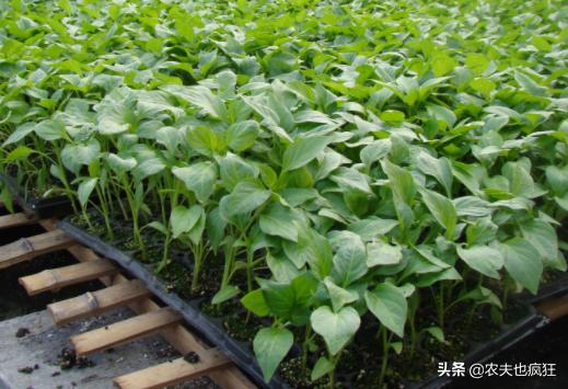 辣椒苗移栽很蔫,辣椒苗移栽后怎么会掉叶