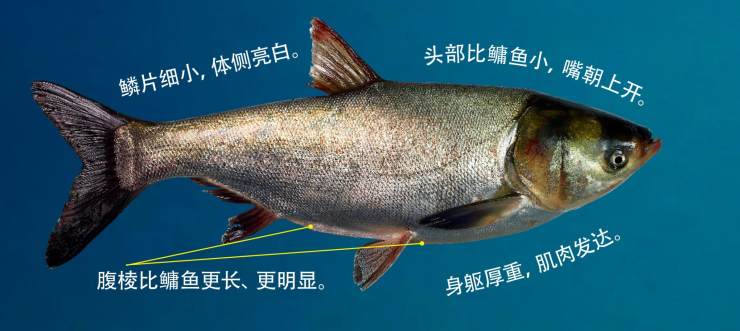 常见水生鱼类图册,水生动物大全