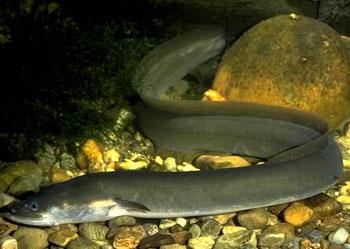 日本鳗鲡,日本鳗鲡介绍
