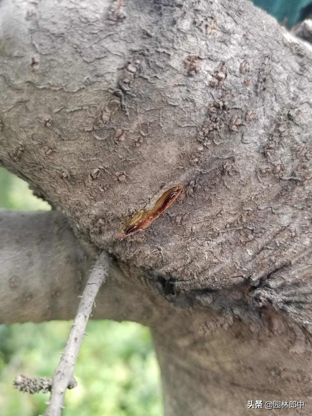 松树上的叶子发黑,松树松针顶部发黄