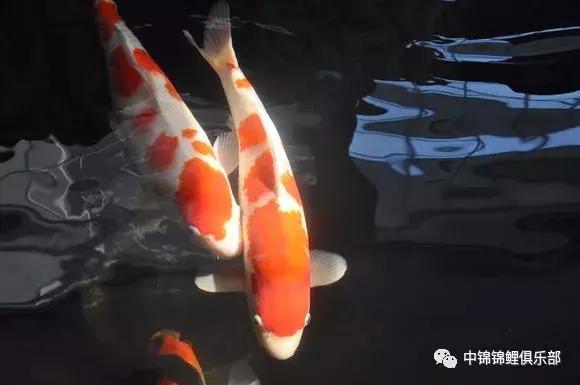 新手养锦鲤养多大的鱼,新手入门养锦鲤鱼