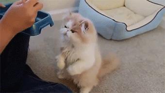 新手养猫指南：想要挑选性格温顺的猫咪，这些关键点一定要看看