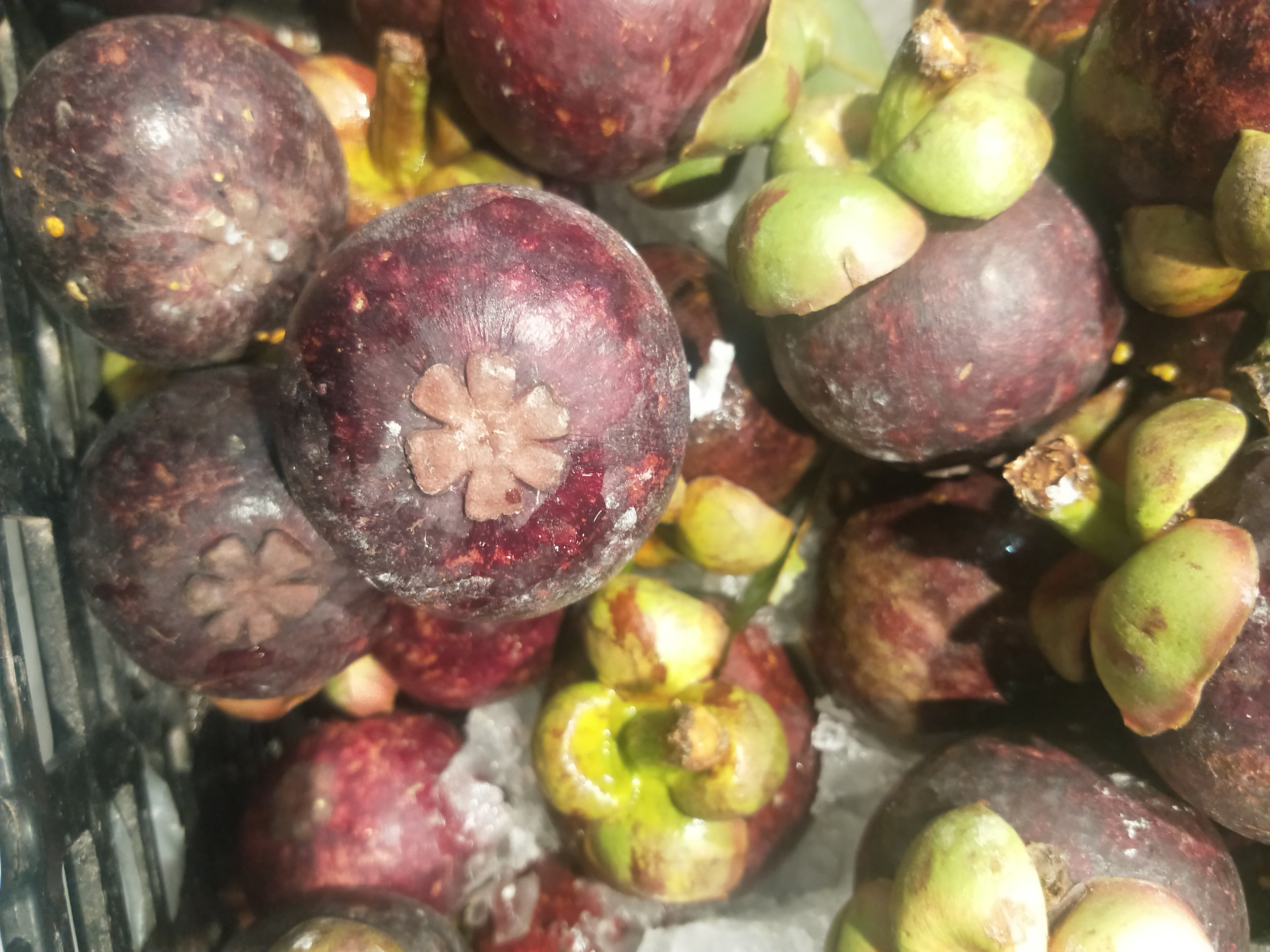 山竹的成熟期怎么挑选山竹,山竹怎么挑选教你山竹选购技巧