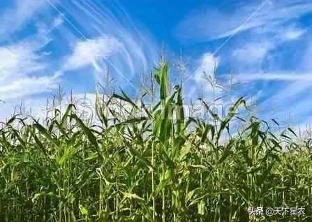 山东德青源鸡蛋基地,德青源农业扶贫