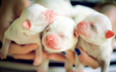 预防犬细小病毒的最好方法,犬细小病毒会传染给人吗