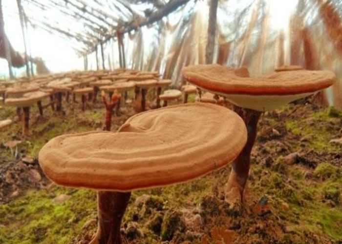 刚采的灵芝如何处理,野生灵芝怎么处理不会有毒