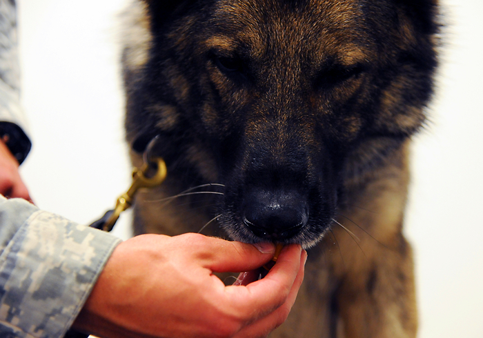 给狗狗强行喂药会造成什么伤害,狗狗喂药要隔多长时间才可以喂药