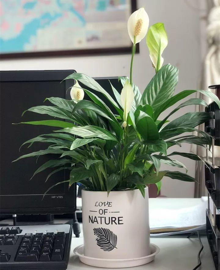 养花新手不知道养什么，就选这几种植物，轻松养爆盆