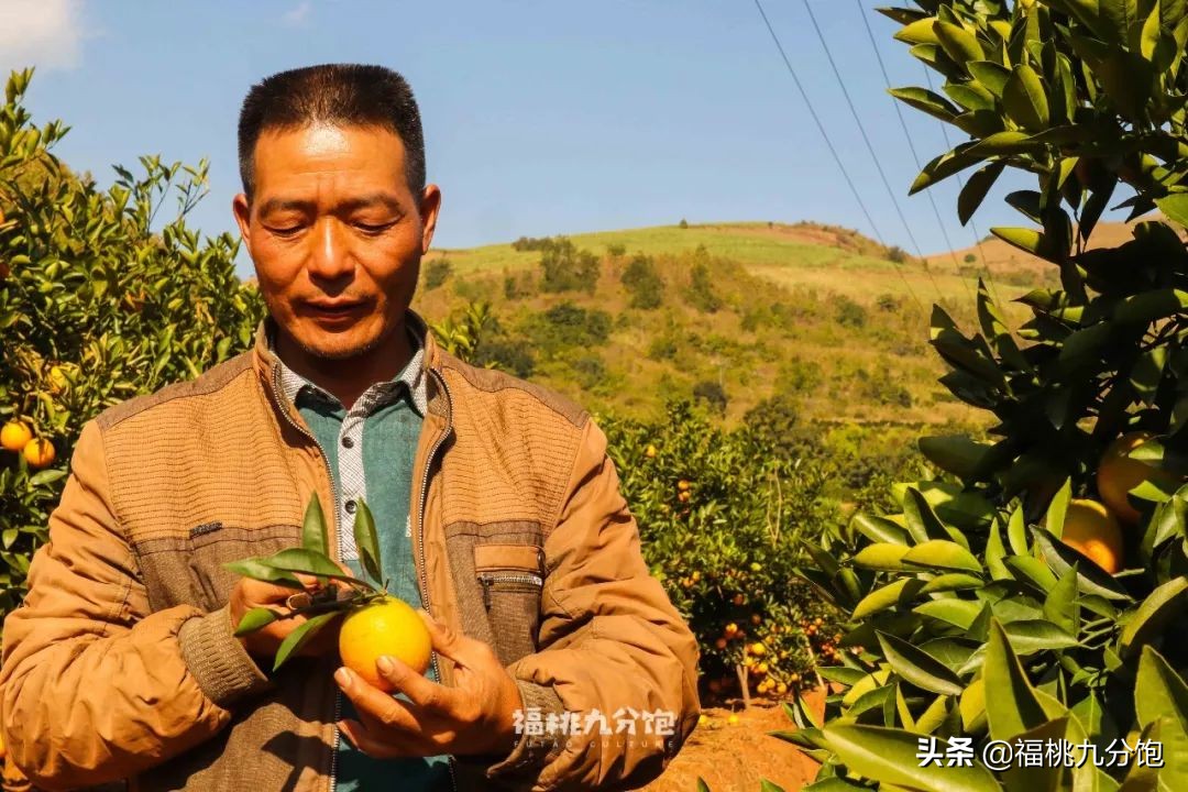 市场上卖的褚橙是真的吗,怎么区分真假褚橙2018