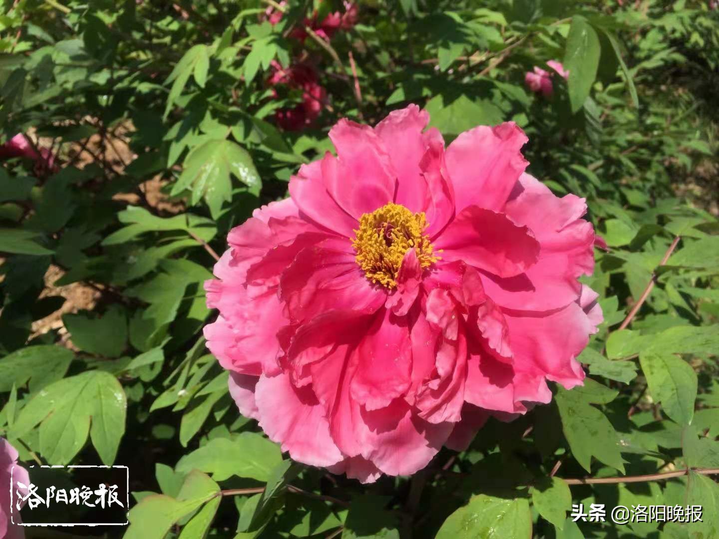 赏牡丹花有哪些景区,5月下旬牡丹最佳观赏地点