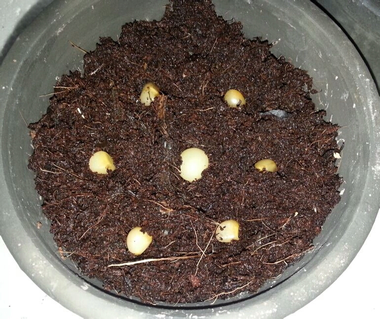 君子兰种子可以用椰糠培育吗,干透的君子兰种子怎样播种