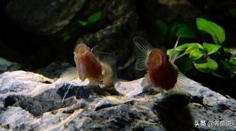 虾虎鱼怎么养能养活,虾虎鱼多养还是少养好