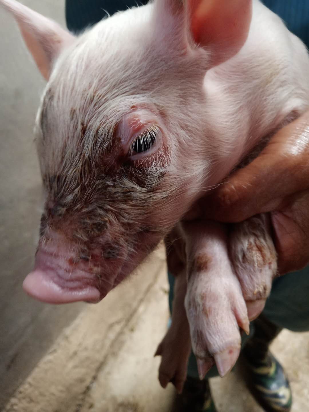 小猪渗出性皮炎用什么药,猪渗出性皮炎的症状和治疗