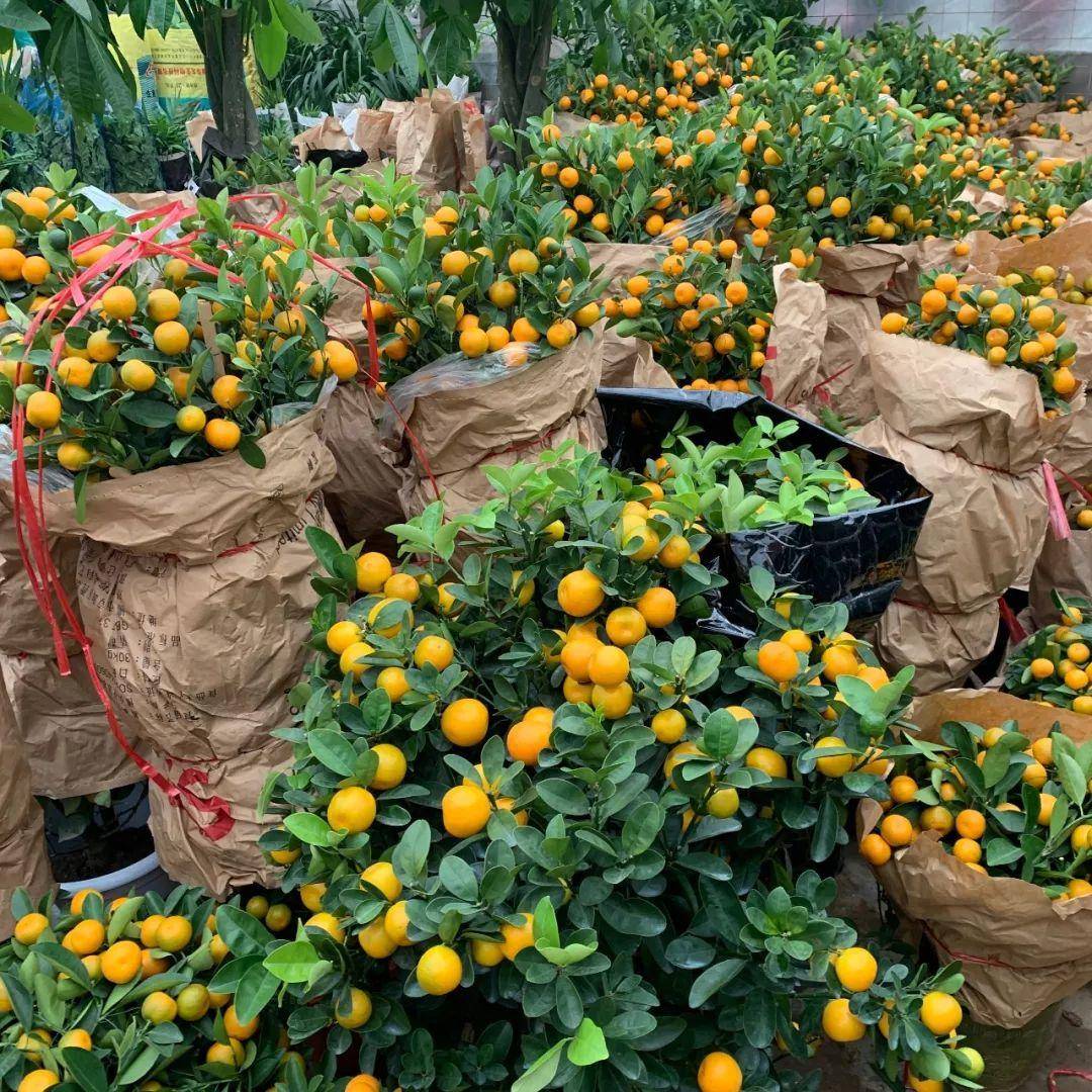 南京十大花鸟批发市场,南京最全的花卉市场
