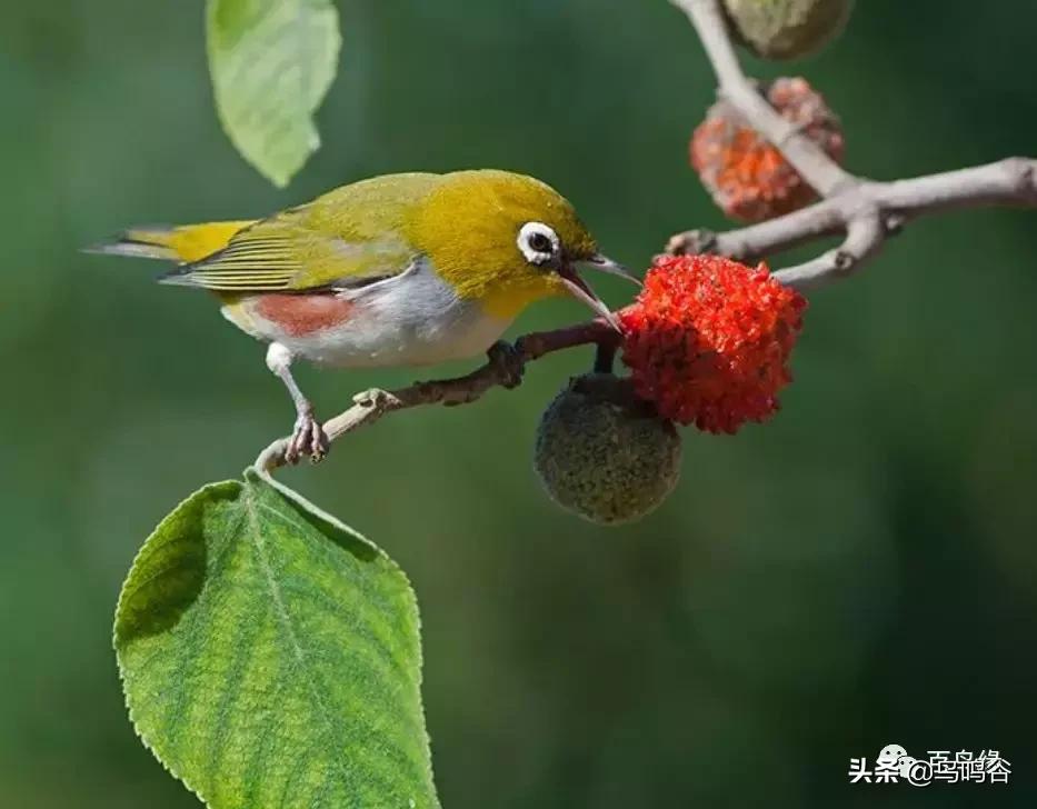 暗绿绣眼鸟水便解决方法,绣眼幼鸟水便解决方法