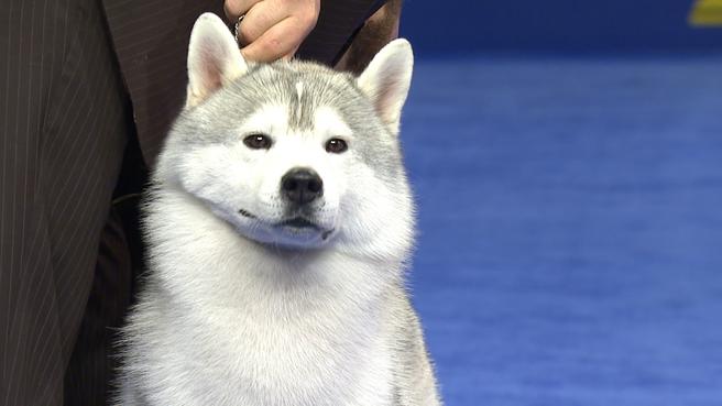 哈士奇犬为什么不建议养,哈士奇很难管教