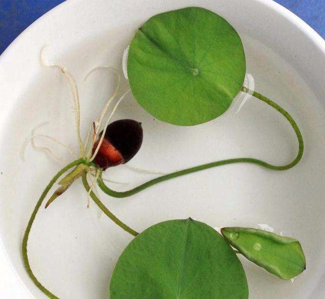 水培碗莲从发芽到开花需要多久,碗莲种子只长叶不开花怎么回事