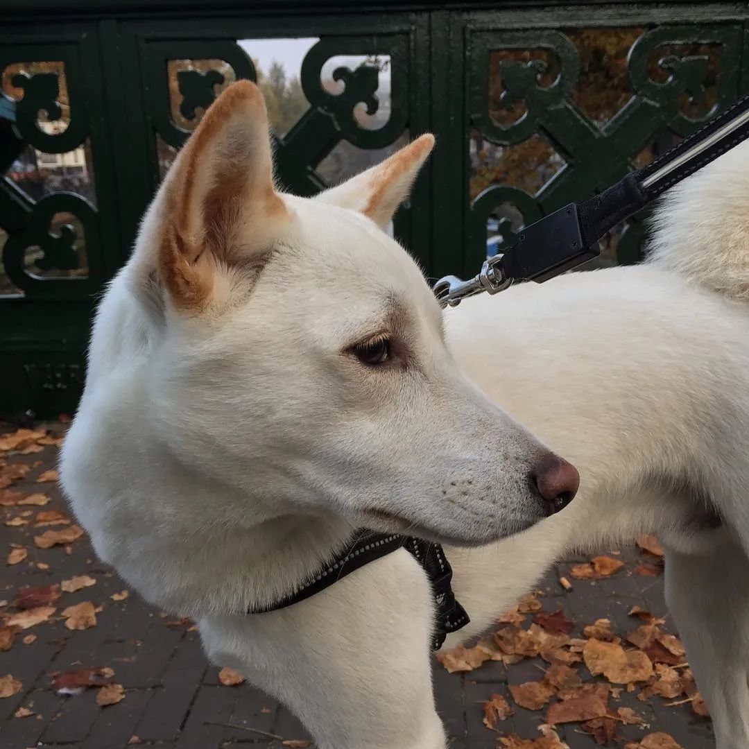 狗狗有人路过乱叫怎么训练,怎么让陌生狗一叫就过来