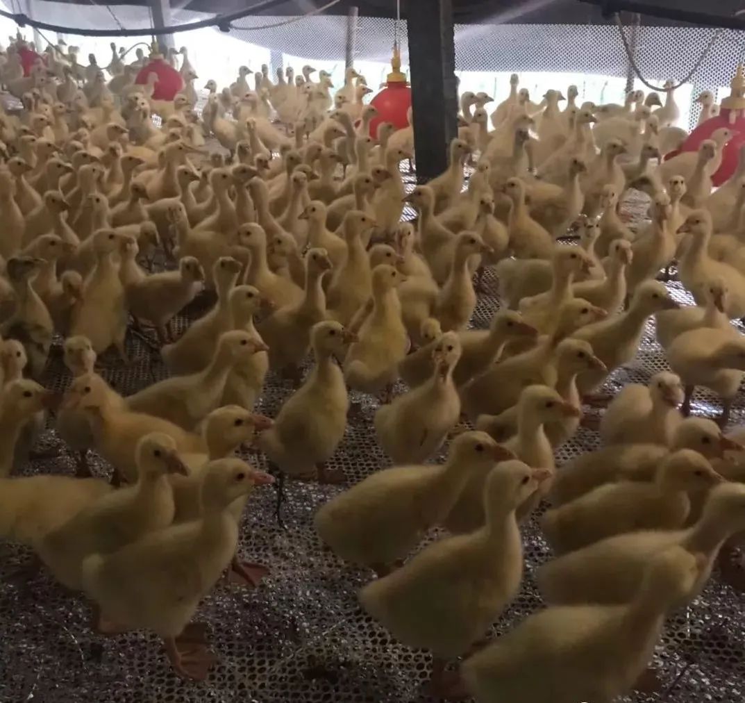 养鹅需要注意哪些细节,养鹅注意事项及建议