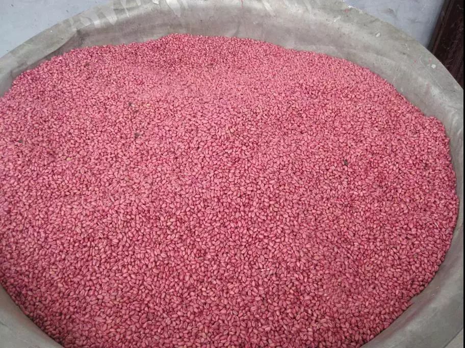 今年小麦黄叶烂根死苗怎么回事,今年小麦枯死是什么虫害原因