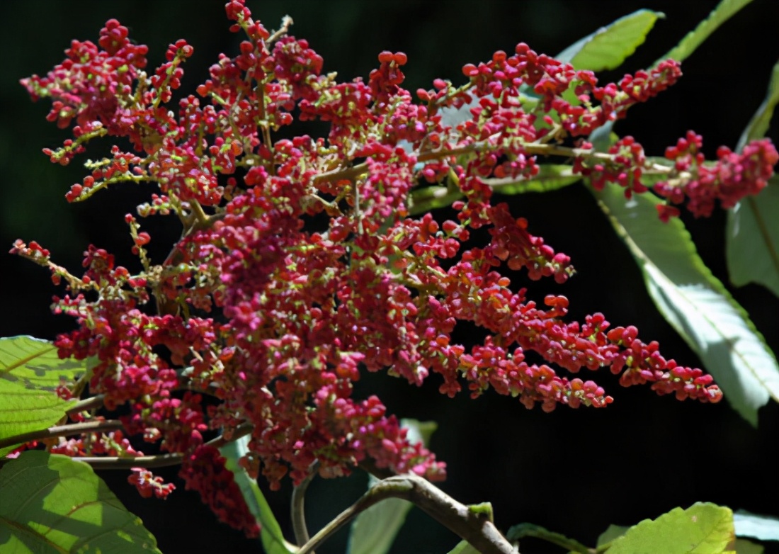 果子含百条虫子，儿时常采摘来卖，如今80元1斤，碰到别忘采摘