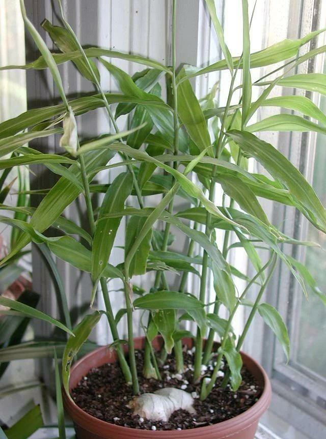 自家菜园种生姜方法,生姜盆栽在山东什么时候种合适