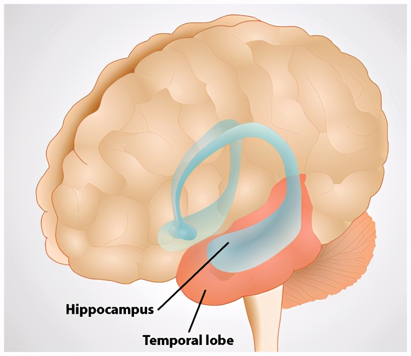 为什么少儿不能喝酒？酒精与学习成绩