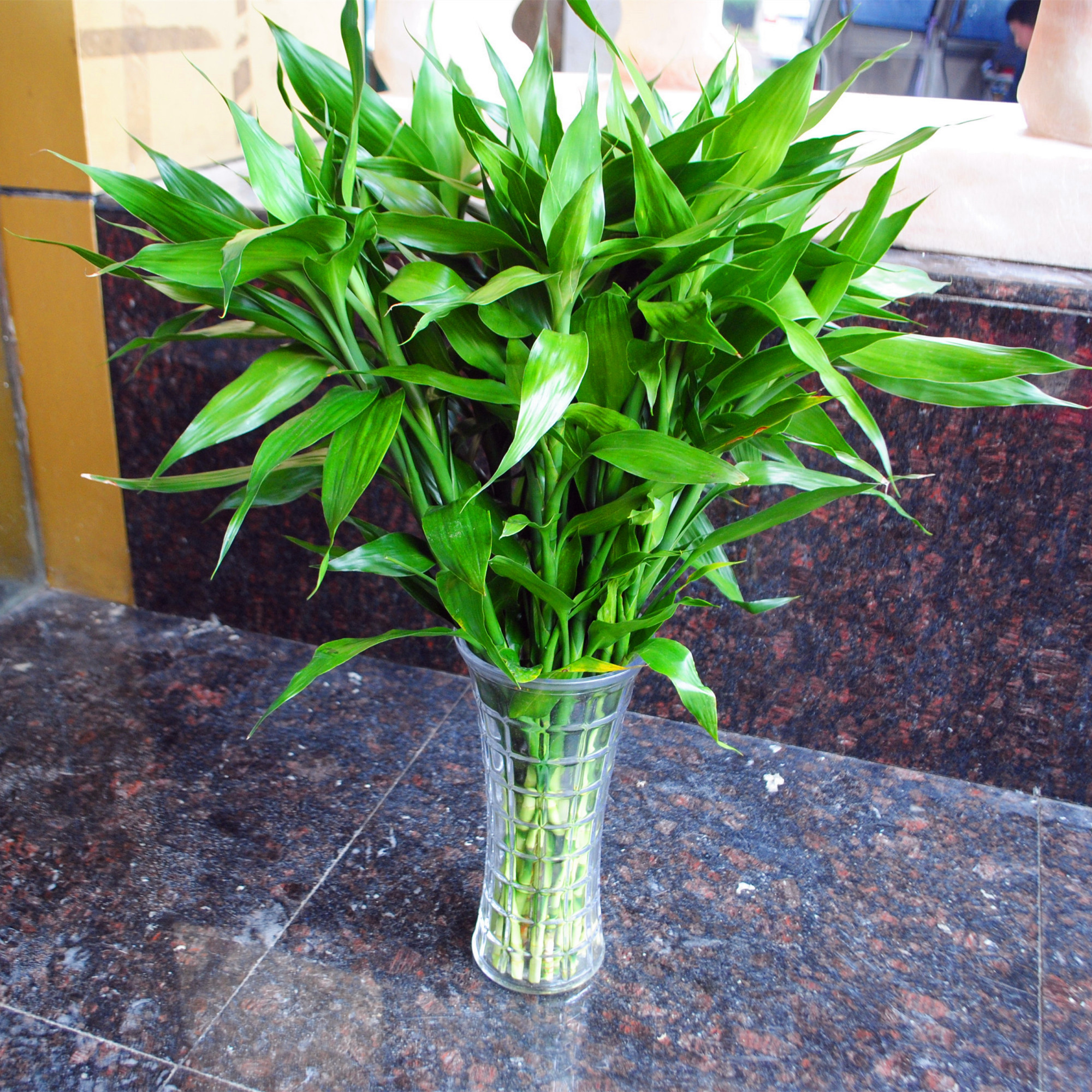 富贵竹爱黄叶、水发臭?“剪一刀”就解决了