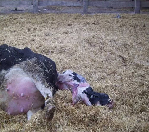 母牛产后胎衣不出来怎么处理,母牛产后胎衣不下解决方案