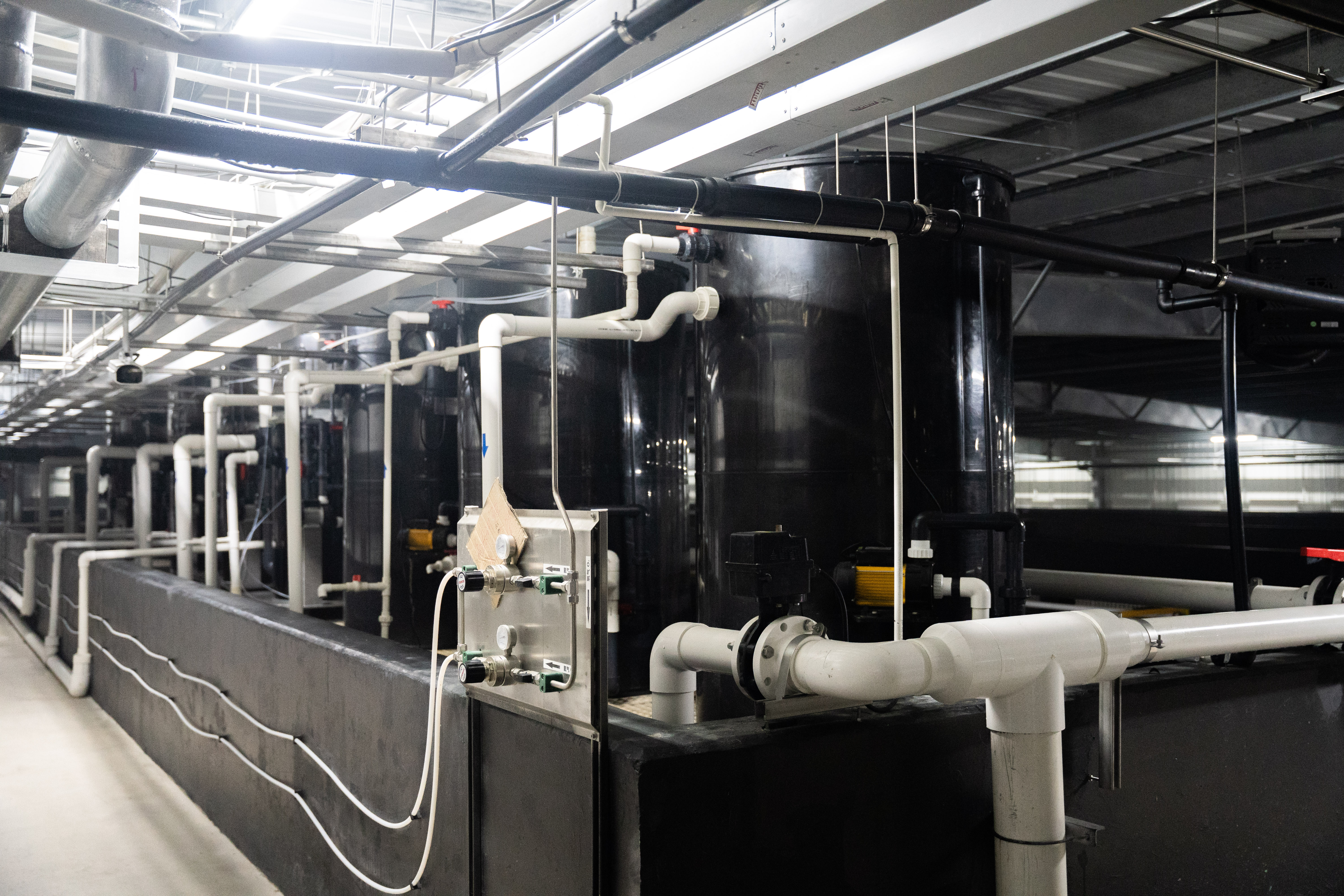 现在的海鲜能不能放心大胆吃,海鲜越生猛越好吃