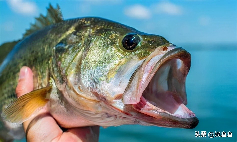 路亚入门初学者指南,路亚纺车轮入门教程
