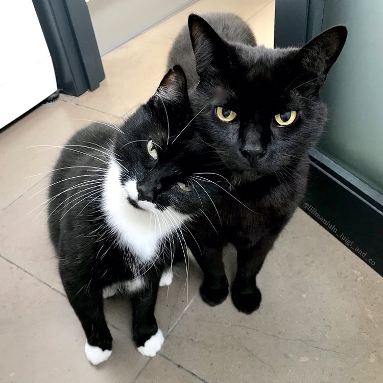 猫咪拉肚子和猫瘟的区别,猫咪确诊了猫瘟喝点水就想吐