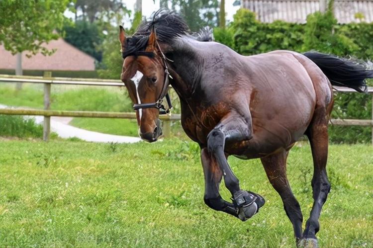 公马母马初次相见，雌马乖巧的像小媳妇，马儿之间的爱情很直接