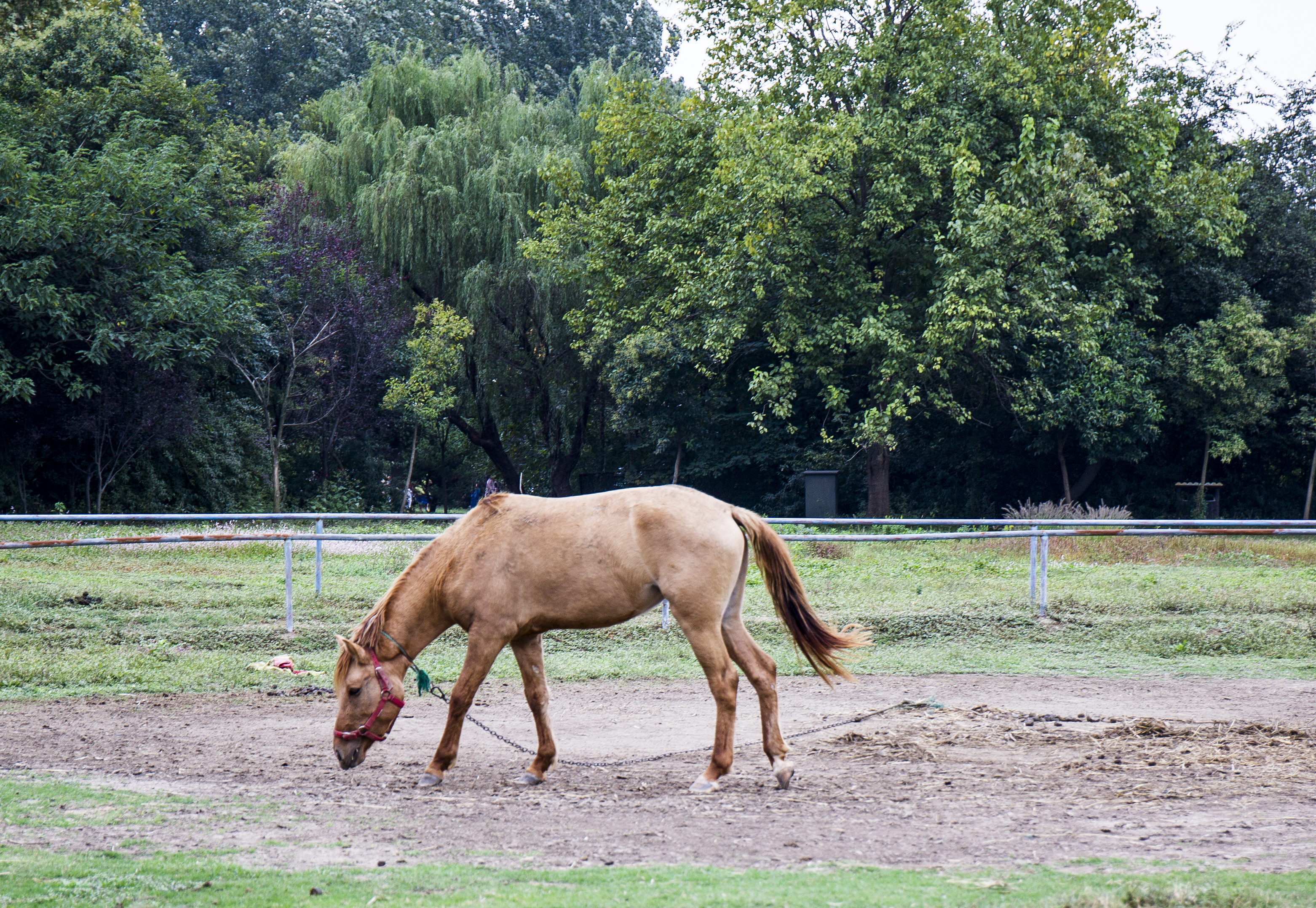 扬州是个不花钱的公园,扬州本地人最喜欢去的公园