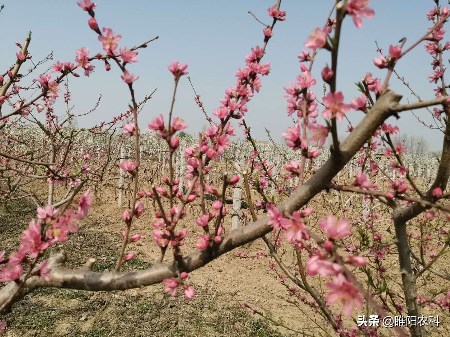 果树专用膨果特效药,果树授粉剂什么时候打最好