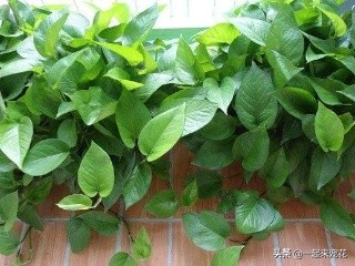 绿萝是个老酒鬼,一周喝一碗,新叶呼呼长,黄叶绿回来