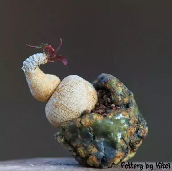 大叔养多肉20年，一片叶子上万块，盆盆都快成精了！