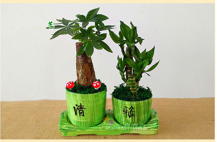 发财树叶子怎么养才能爆盆,发财树叶片怎么养