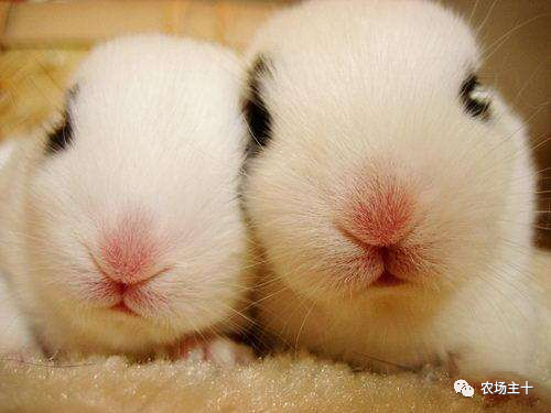 从沿街乞讨到身家亿万，“特养教父”32年的农业路堪称一部传奇史