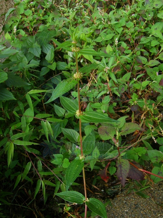 糯米团子好消化吗,糯米团有肝火能吃吗