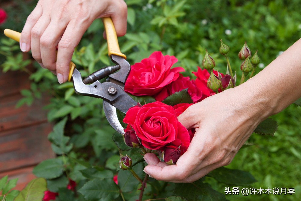 月季新手种植教程,购苗、修剪、施肥、浇水、喷药,手把手教你