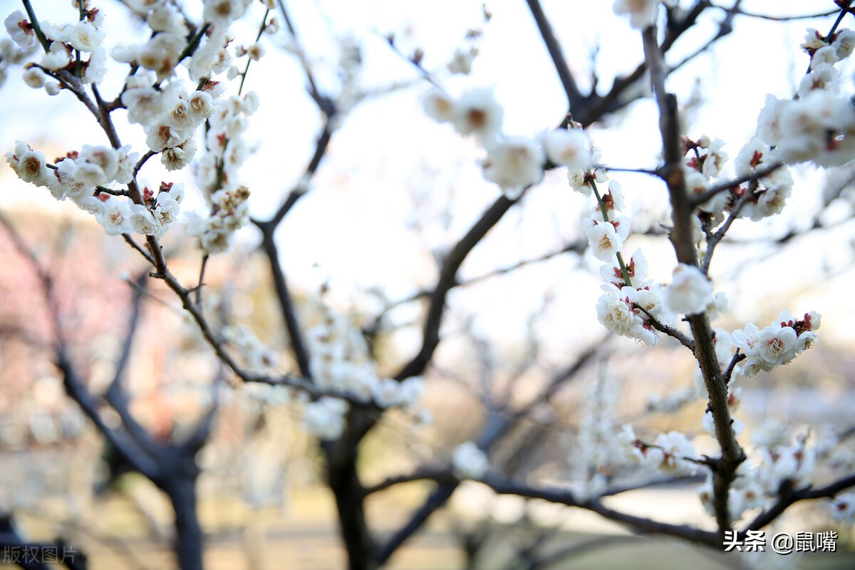 列子原文及译文朗读,列子杨朱篇译文